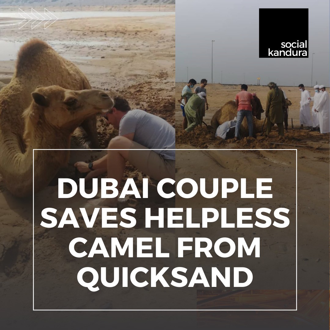 An expat couple in Dubai have been hailed as heroes for saving a camel from quicksand while travelling through the desert, check out this piece on how these guys managed to save this camel and send it back to the free giving it a new lease on life. 
.
.
#dubainews #dubailife #socialkanduranews #socialkandura #desertdubai