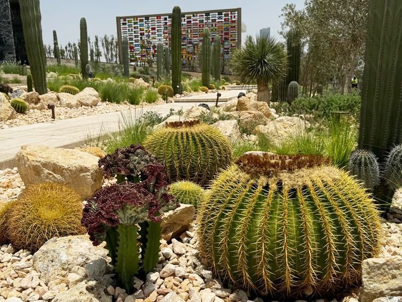 Dubai Introduces New Cactus Park in Al Jaddaf with Free Entry for All ...