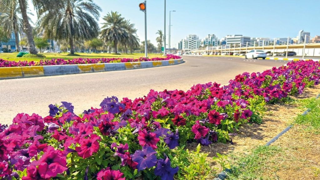 seasonal flowers did Abu Dhabi plant
