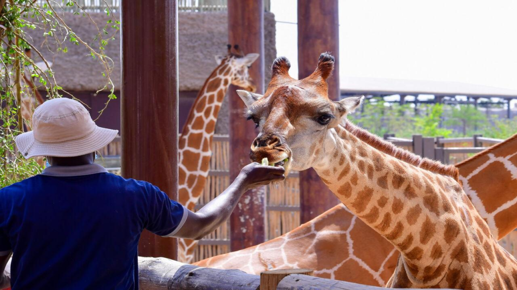 Sharjah Safari this season